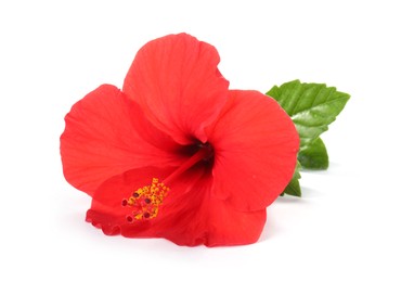 Photo of Beautiful red hibiscus flower with green leaves isolated on white