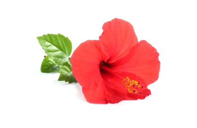 Photo of Beautiful red hibiscus flower with green leaves isolated on white