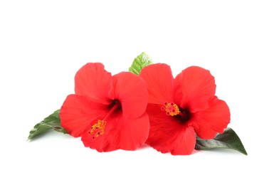 Photo of Beautiful red hibiscus flowers with green leaves isolated on white