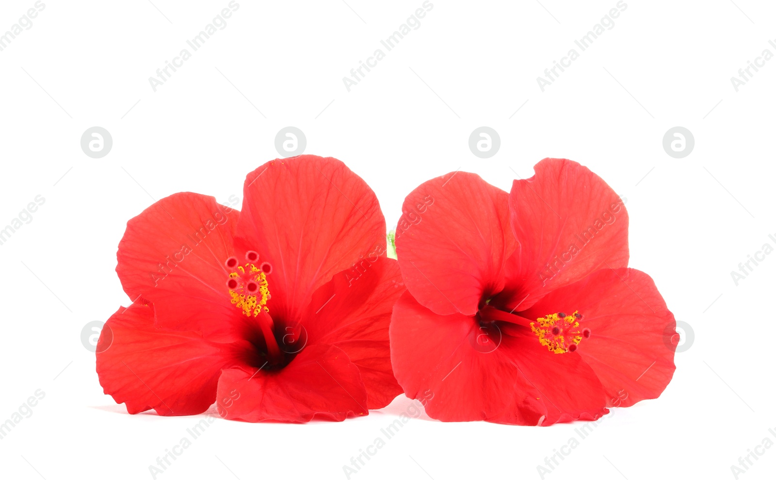 Photo of Beautiful red hibiscus flowers isolated on white
