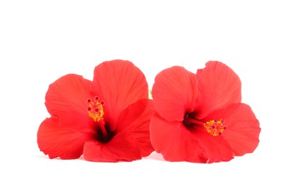 Photo of Beautiful red hibiscus flowers isolated on white