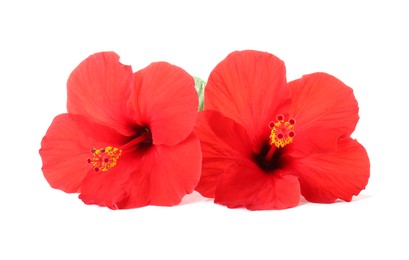 Photo of Beautiful red hibiscus flowers isolated on white
