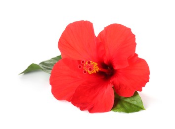 Photo of Beautiful red hibiscus flower with green leaves isolated on white