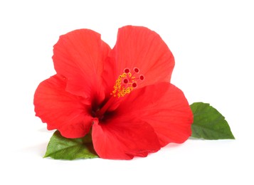 Photo of Beautiful red hibiscus flower with green leaves isolated on white