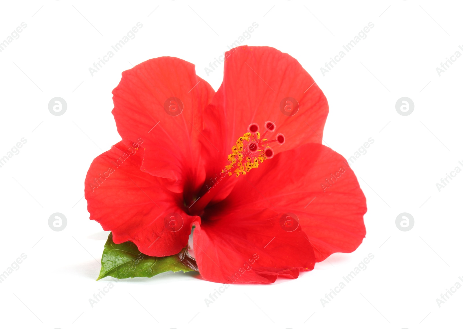 Beautiful red hibiscus flower with green leaf isolated on white Photo of Beautiful red hibiscus flower with green leaf isolated on white