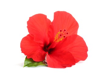 Photo of Beautiful red hibiscus flower with green leaf isolated on white