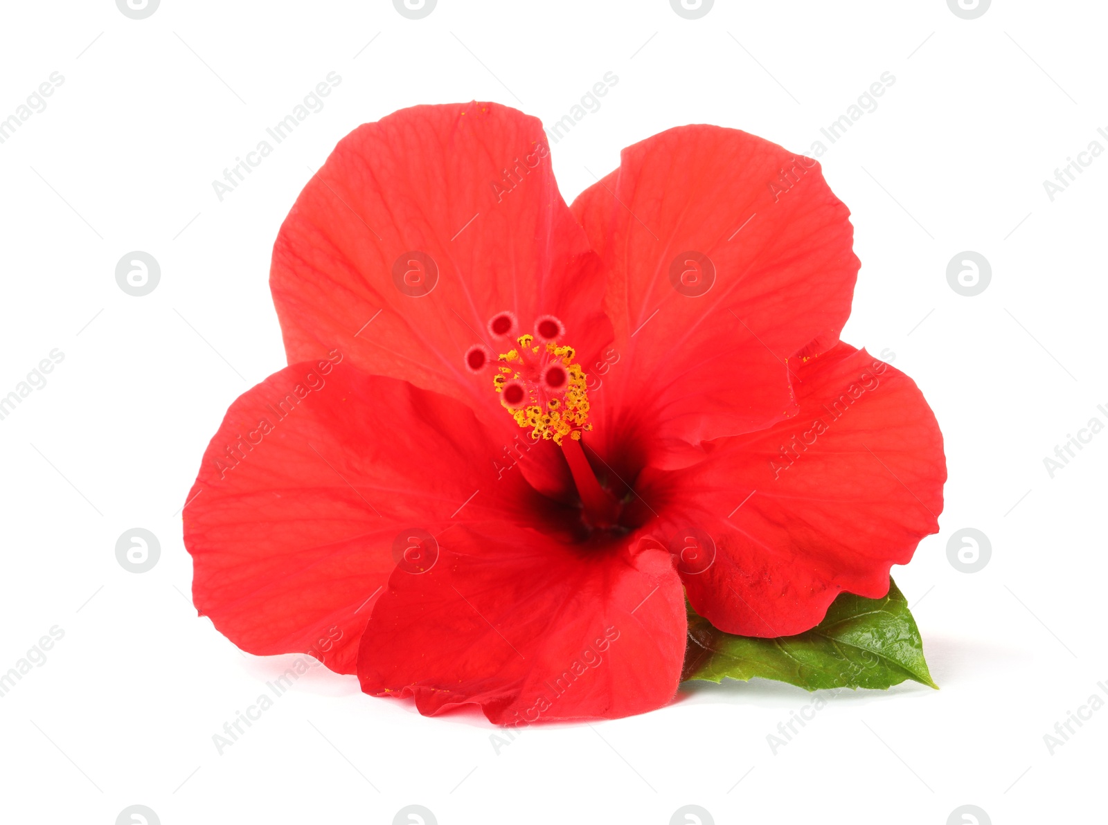 Beautiful red hibiscus flower with green leaf isolated on white Photo of Beautiful red hibiscus flower with green leaf isolated on white