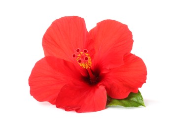 Photo of Beautiful red hibiscus flower with green leaf isolated on white