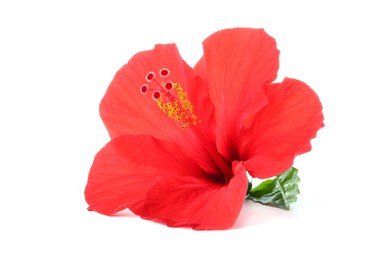 Photo of Beautiful red hibiscus flower with green leaf isolated on white