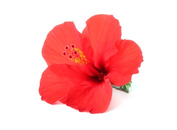 Photo of Beautiful red hibiscus flower isolated on white