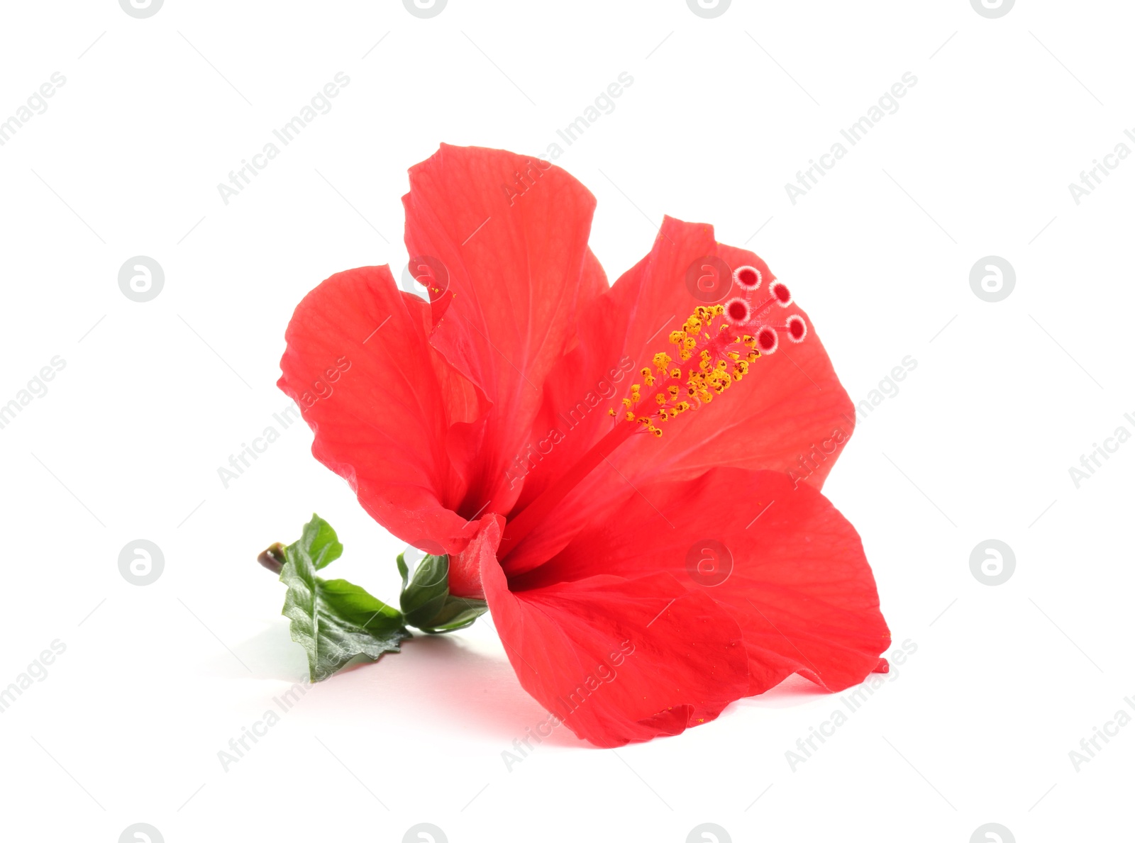 Beautiful red hibiscus flower isolated on white Photo of Beautiful red hibiscus flower isolated on white