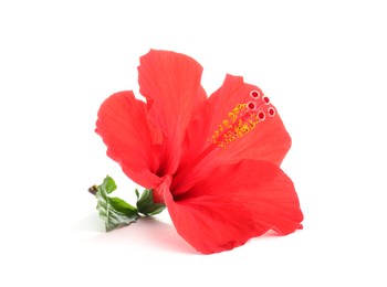 Photo of Beautiful red hibiscus flower isolated on white