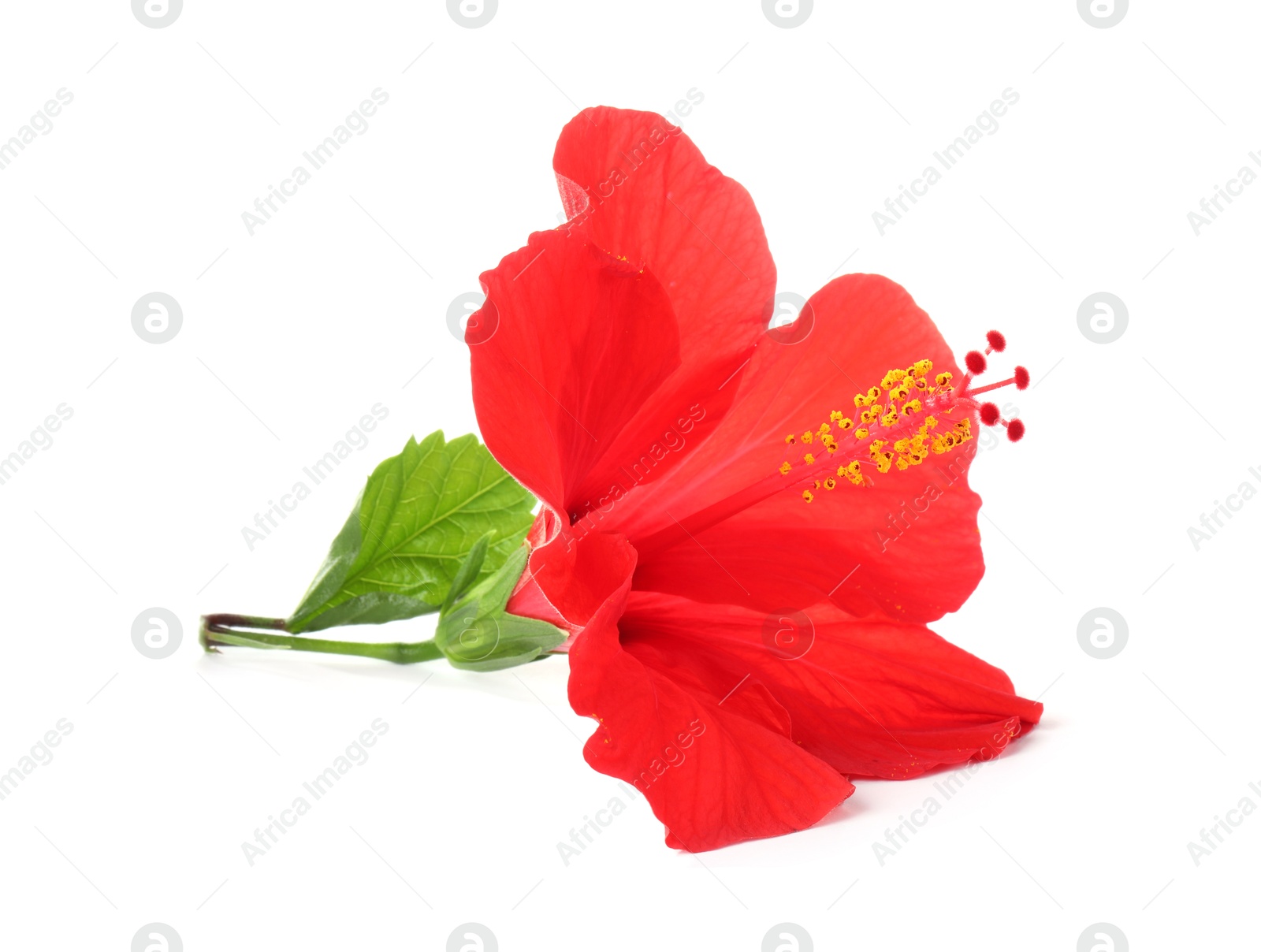 Photo of Beautiful red hibiscus flower isolated on white