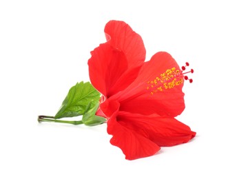 Photo of Beautiful red hibiscus flower isolated on white