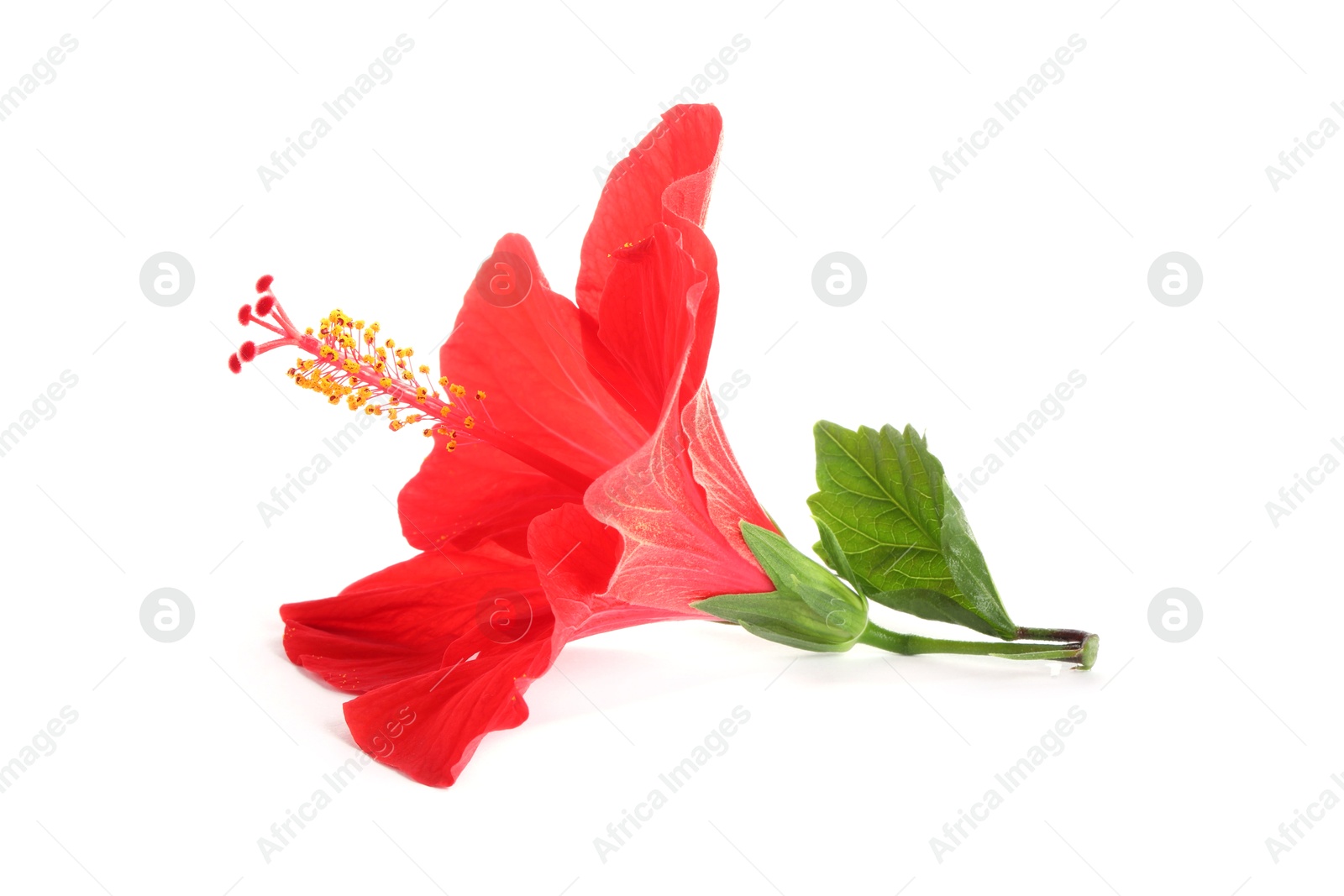 Photo of Beautiful red hibiscus flower isolated on white