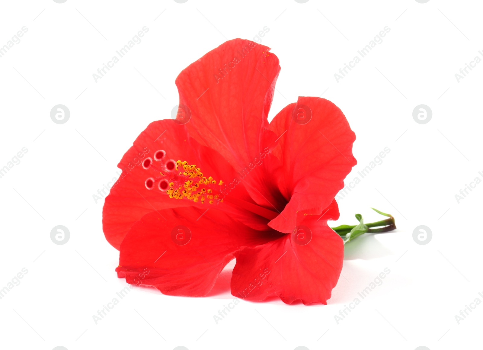 Photo of Beautiful red hibiscus flower bud isolated on white