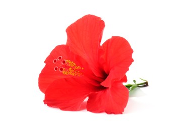 Photo of Beautiful red hibiscus flower bud isolated on white