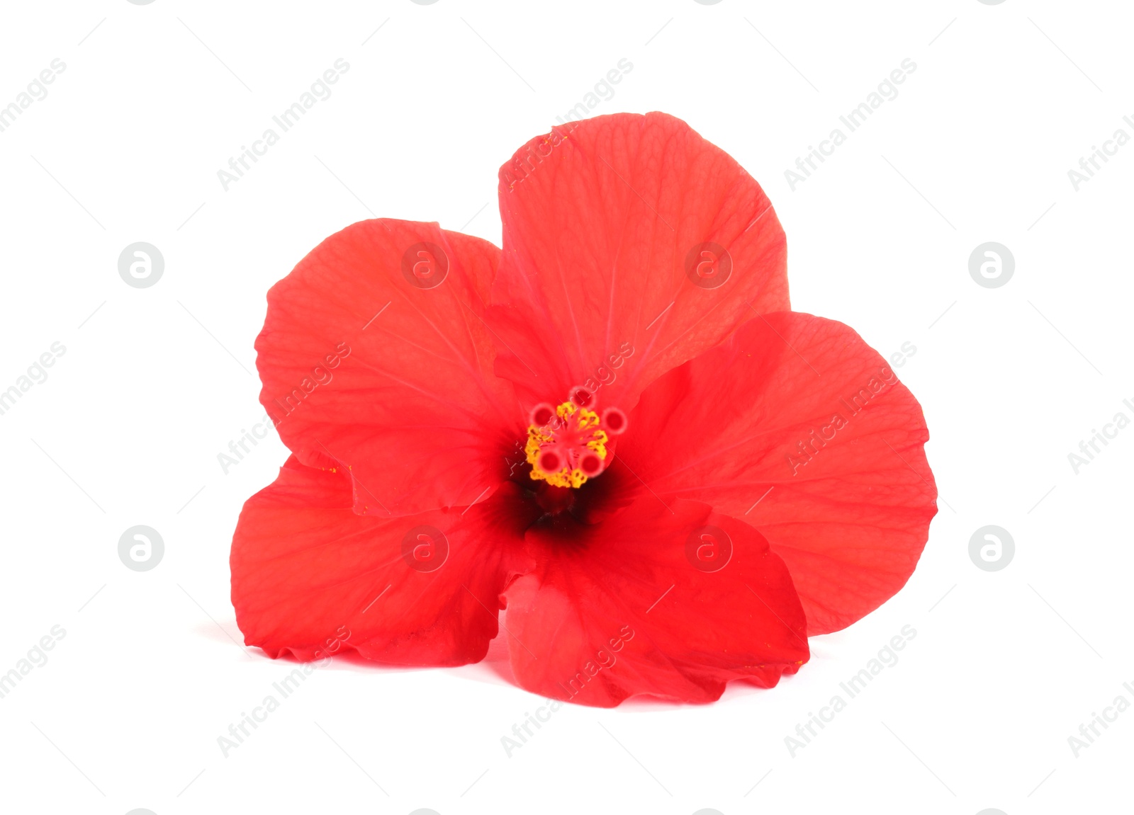 Photo of Beautiful red hibiscus flower bud isolated on white