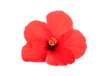 Photo of Beautiful red hibiscus flower bud isolated on white