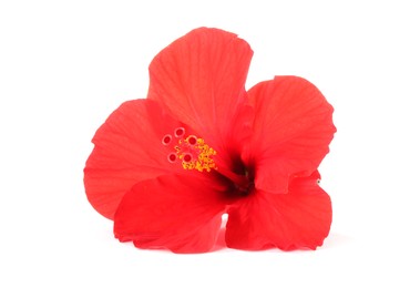Photo of Beautiful red hibiscus flower bud isolated on white