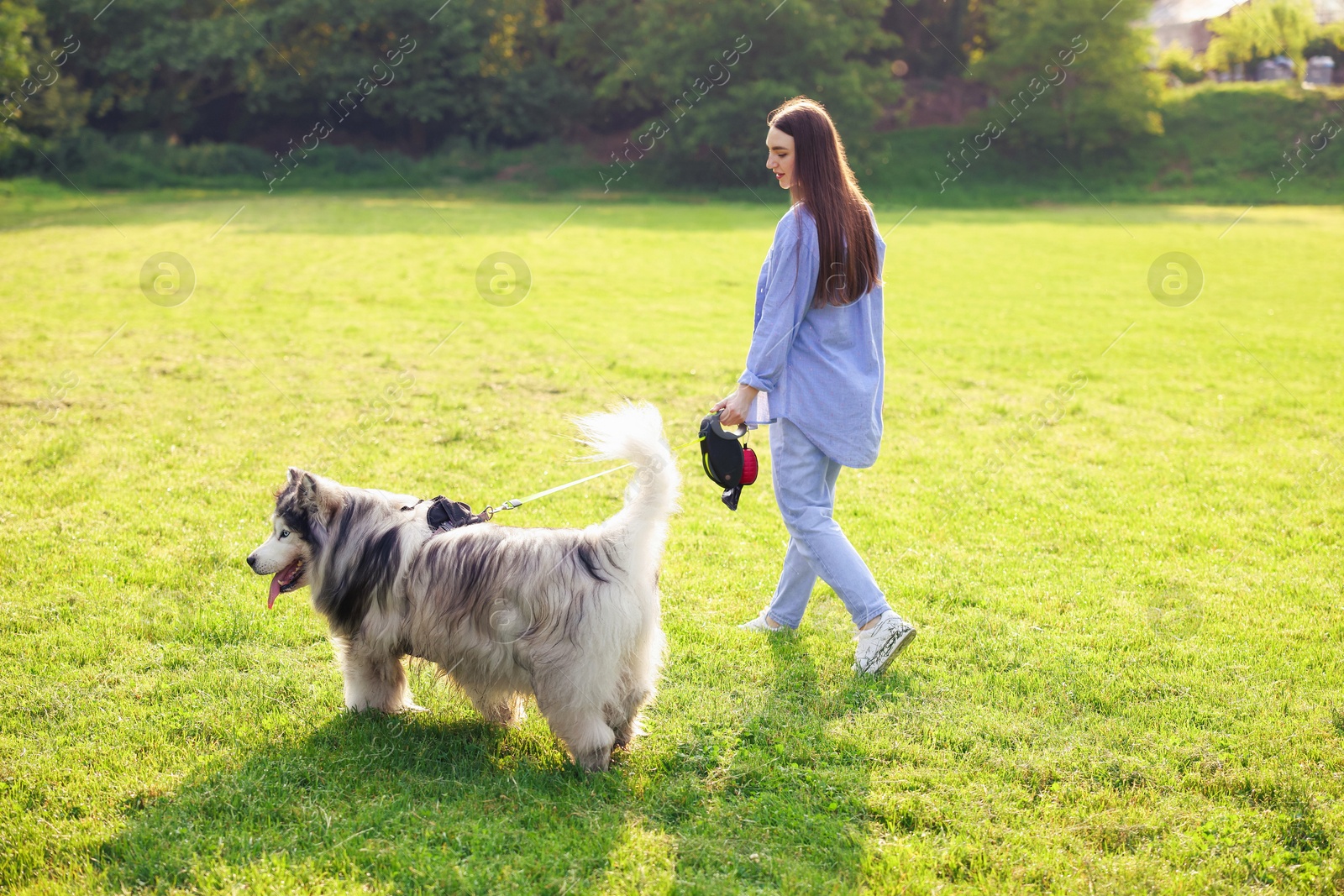 Woman walking with her cute Alaskan malamute dog on green grass outdoors in morning Photo of Woman walking with her cute Alaskan malamute dog on green grass outdoors in morning
