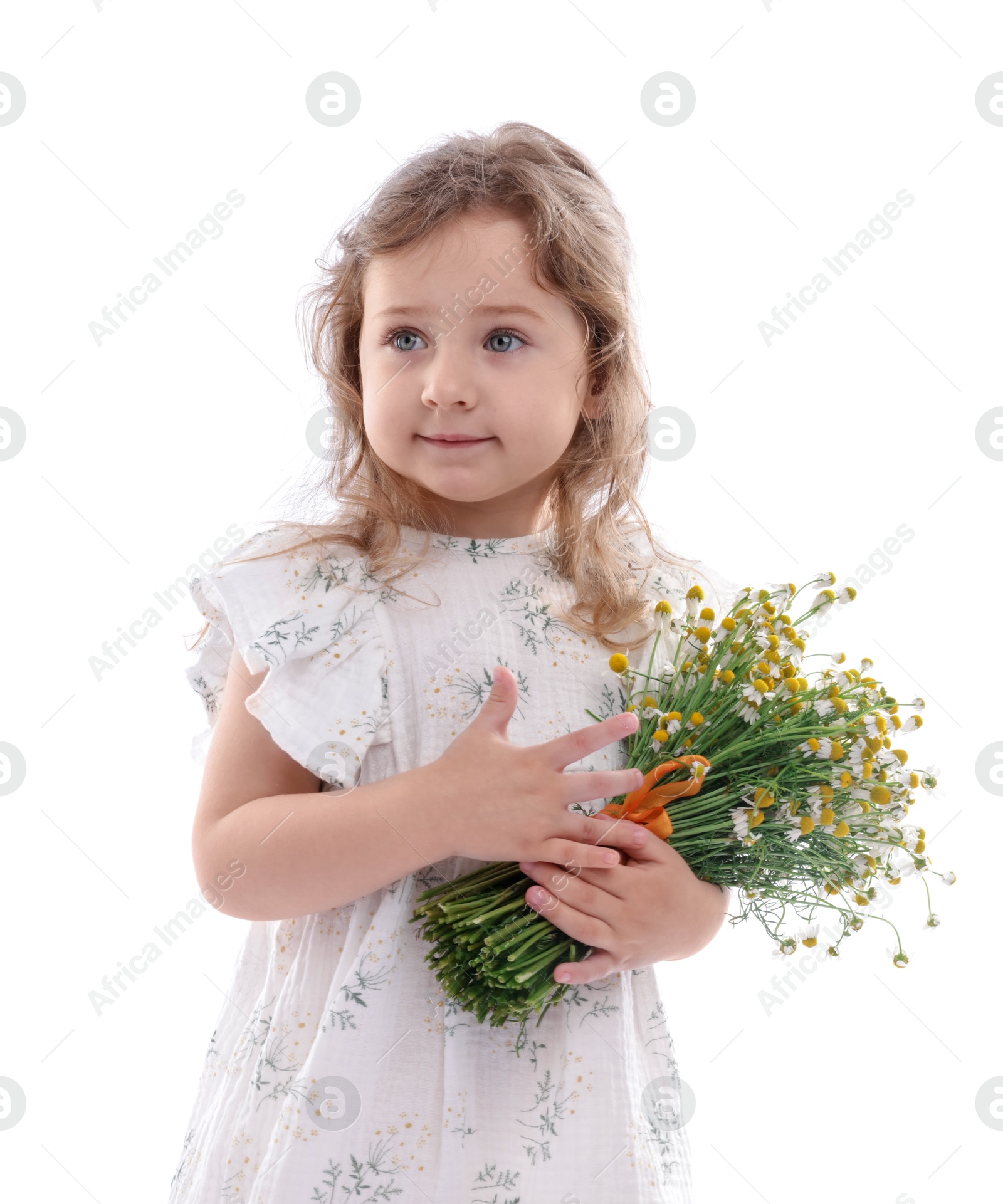 Cute little girl with bouquet of beautiful chamomile flowers on white background Photo of Cute little girl with bouquet of beautiful chamomile flowers on white background