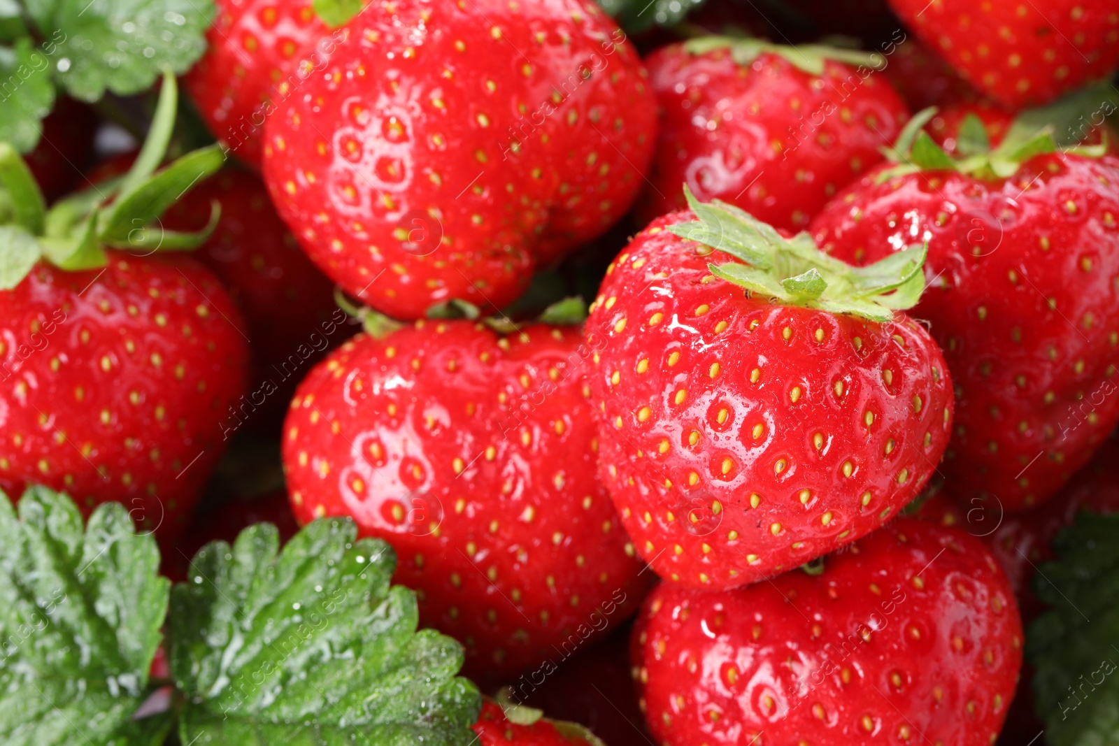 Fresh ripe strawberries and green leaves as background, closeup Photo of Fresh ripe strawberries and green leaves as background, closeup