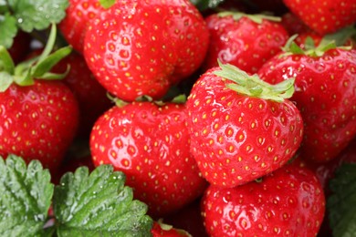 Photo of Fresh ripe strawberries and green leaves as background, closeup