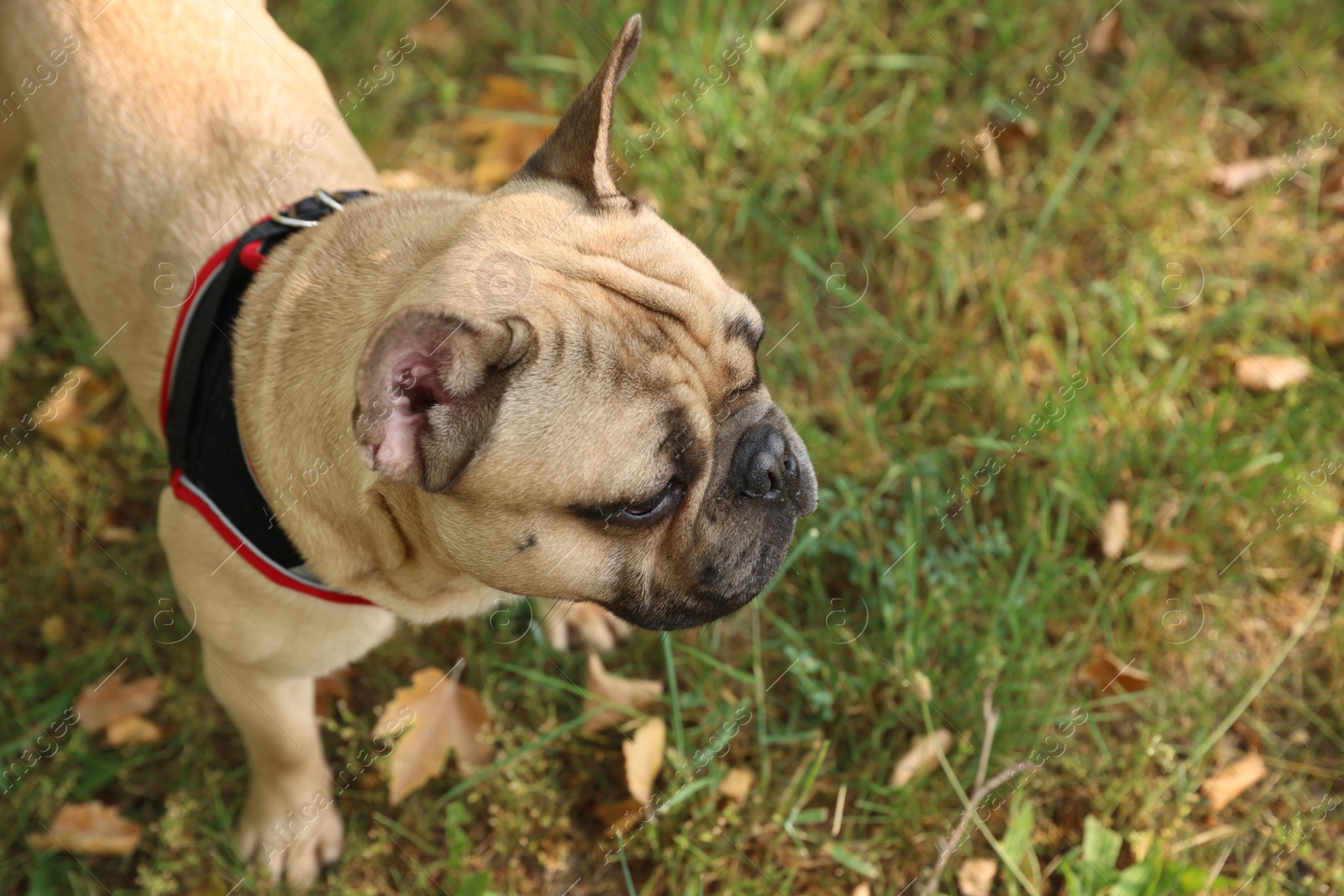 Adorable pet. Cute French bulldog on green grass outdoors, above view. Space for text Photo of Adorable pet. Cute French bulldog on green grass outdoors, above view. Space for text