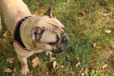Photo of Adorable pet. Cute French bulldog on green grass outdoors, above view. Space for text