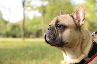 Photo of Adorable pet. Cute French bulldog with leash in park, space for text