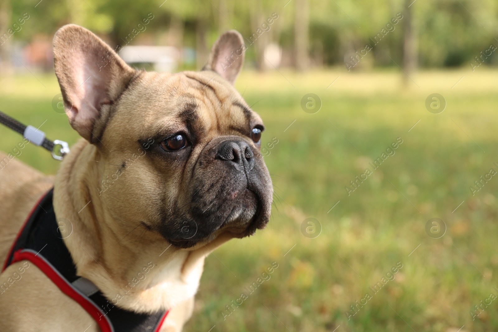 Adorable pet. Cute French bulldog with leash in park, space for text Photo of Adorable pet. Cute French bulldog with leash in park, space for text