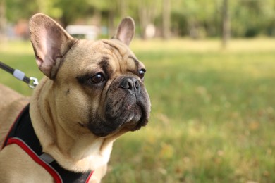 Photo of Adorable pet. Cute French bulldog with leash in park, space for text