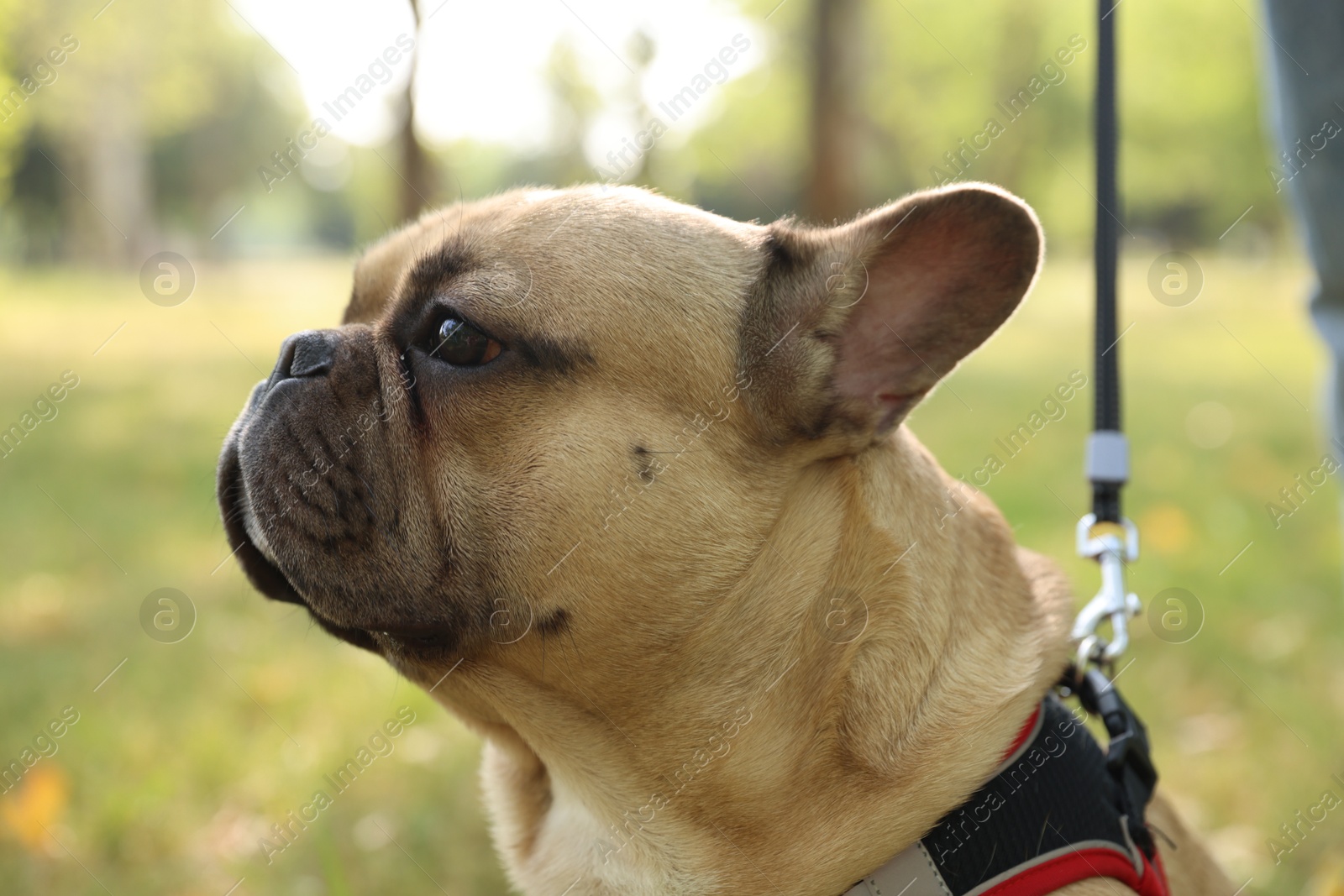 Adorable pet. Cute French bulldog with leash in park, closeup Photo of Adorable pet. Cute French bulldog with leash in park, closeup