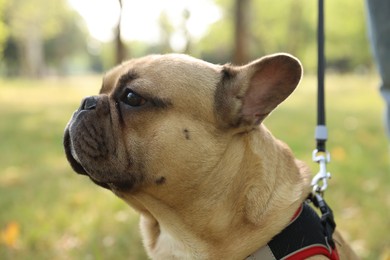 Photo of Adorable pet. Cute French bulldog with leash in park, closeup