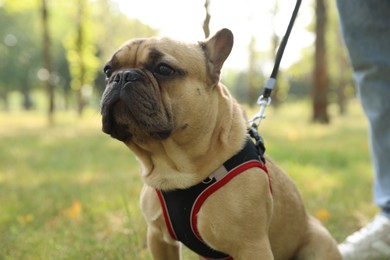 Photo of Man with his cute French bulldog in park, closeup
