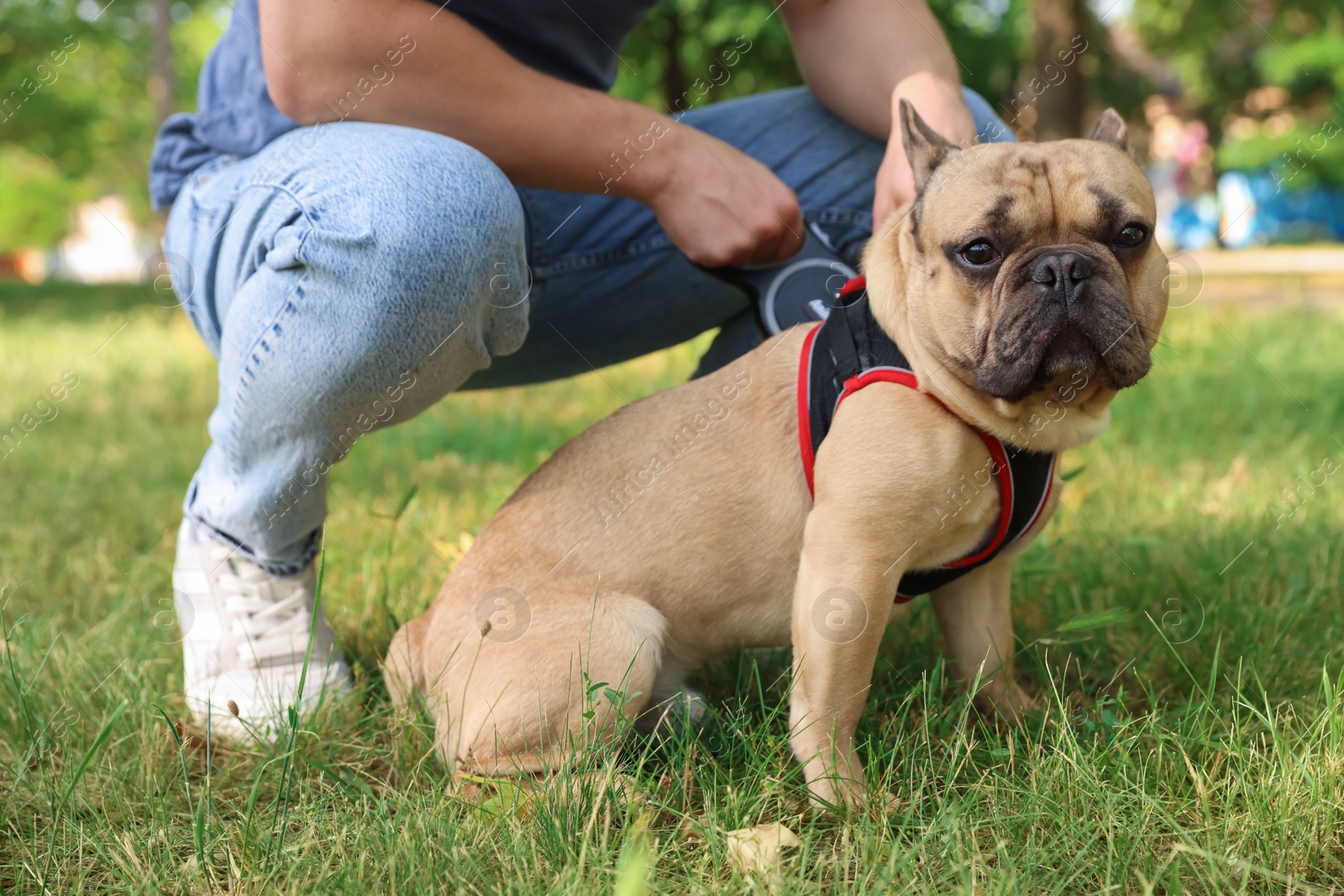 Man with his cute French bulldog in park, closeup Photo of Man with his cute French bulldog in park, closeup