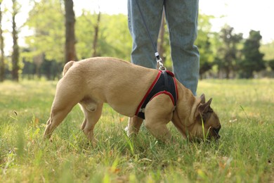 Photo of Man with his cute French bulldog in park, closeup