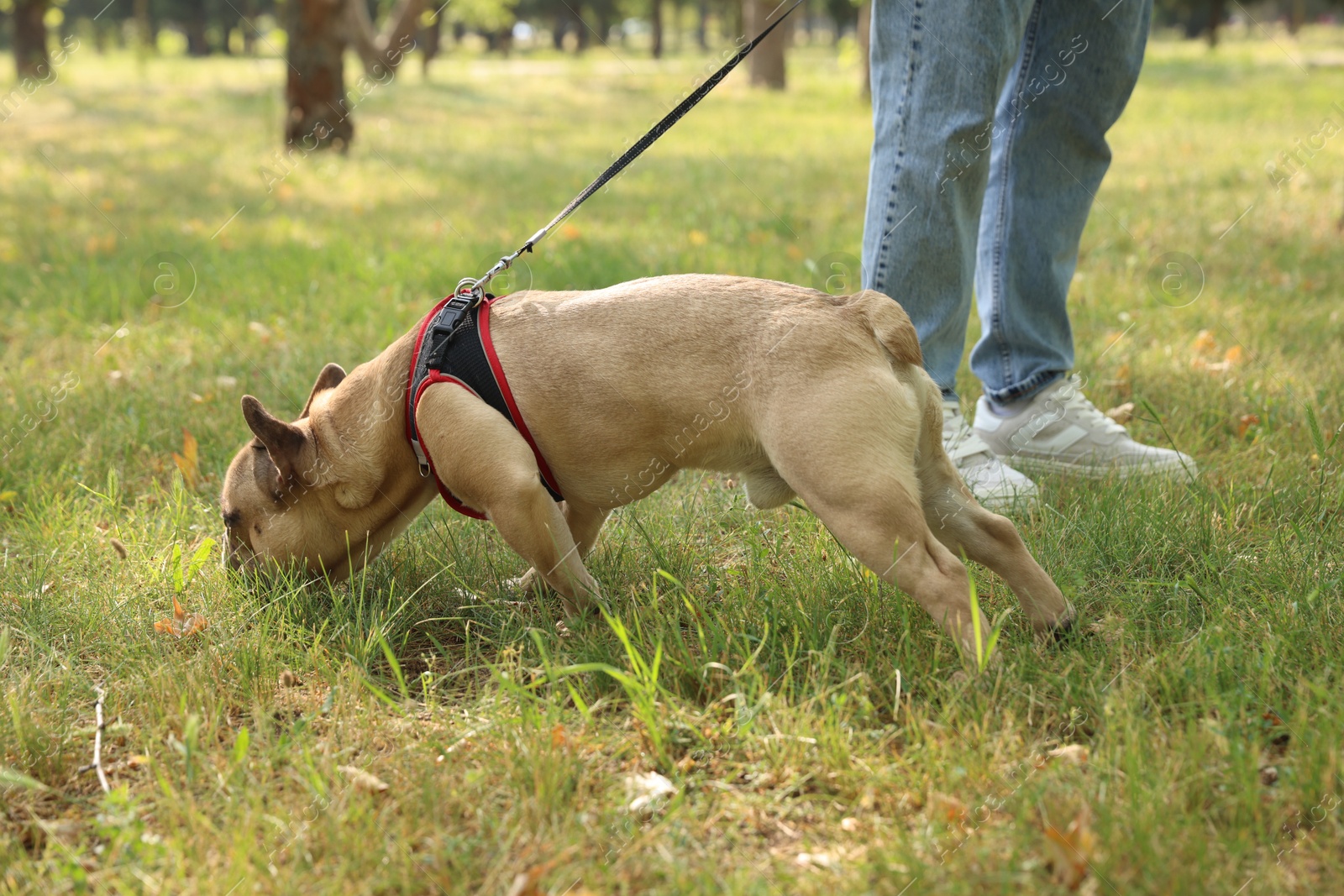 Photo of Man with his cute French bulldog in park, closeup