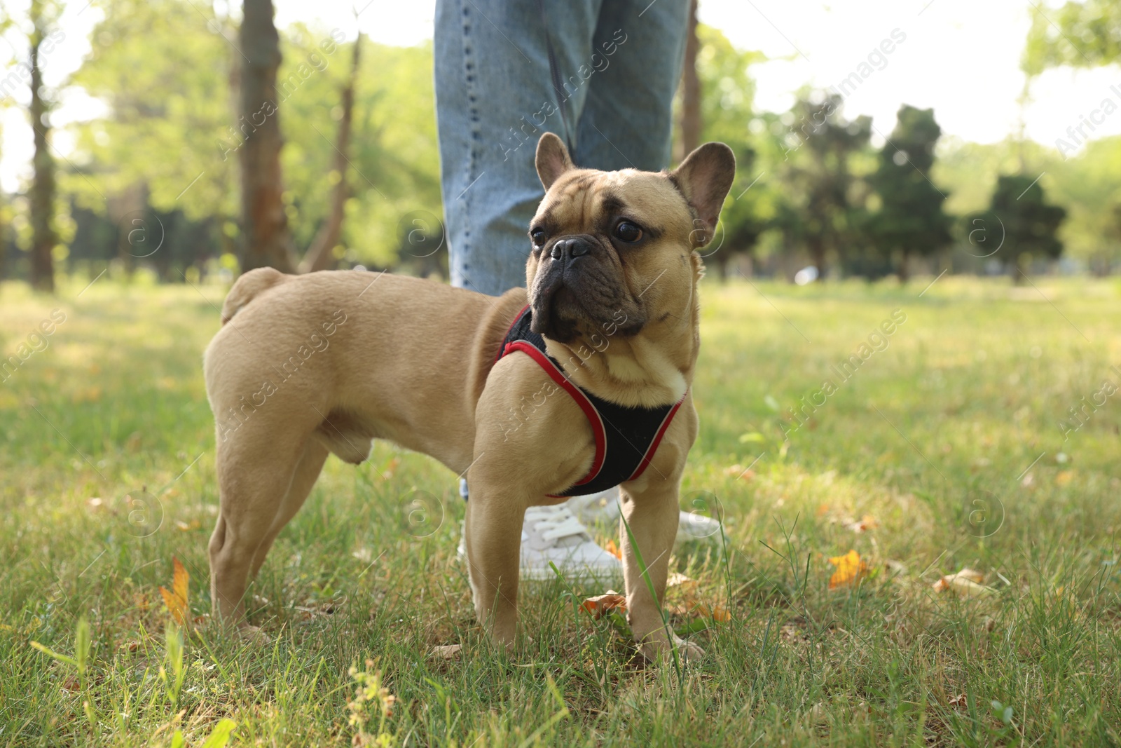Man with his cute French bulldog in park, closeup Photo of Man with his cute French bulldog in park, closeup