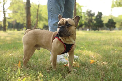 Photo of Man with his cute French bulldog in park, closeup