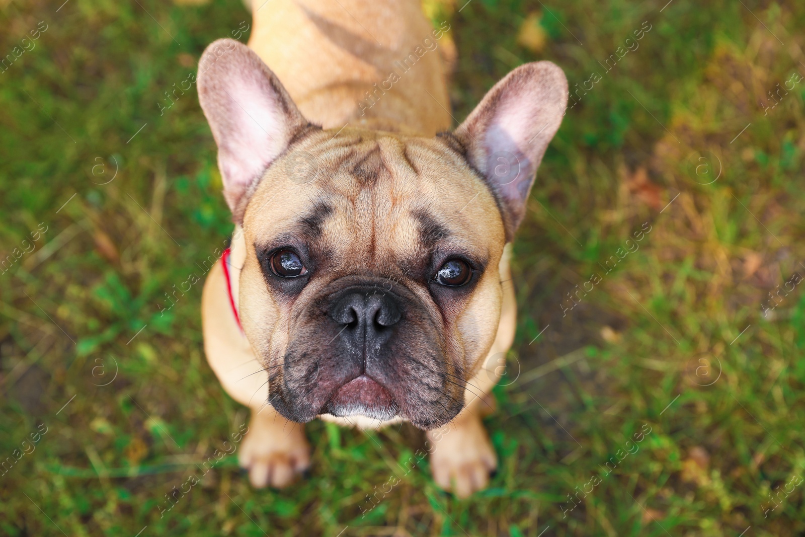 Adorable pet. Cute French bulldog in park, above view Photo of Adorable pet. Cute French bulldog in park, above view