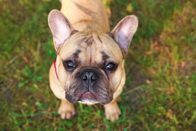 Photo of Adorable pet. Cute French bulldog in park, above view