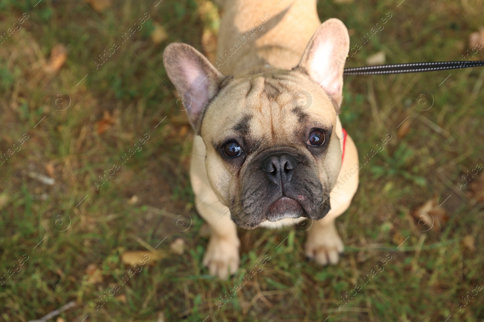Adorable pet. Cute French bulldog with leash on green grass outdoors, above view Photo of Adorable pet. Cute French bulldog with leash on green grass outdoors, above view