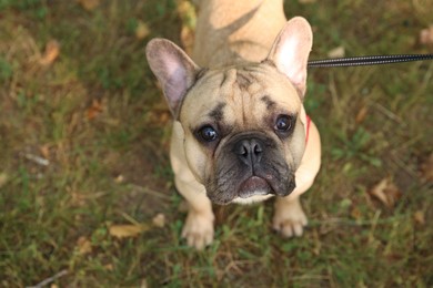 Photo of Adorable pet. Cute French bulldog with leash on green grass outdoors, above view