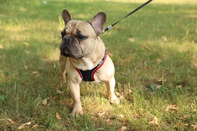 Photo of Adorable pet. Cute French bulldog with leash in park