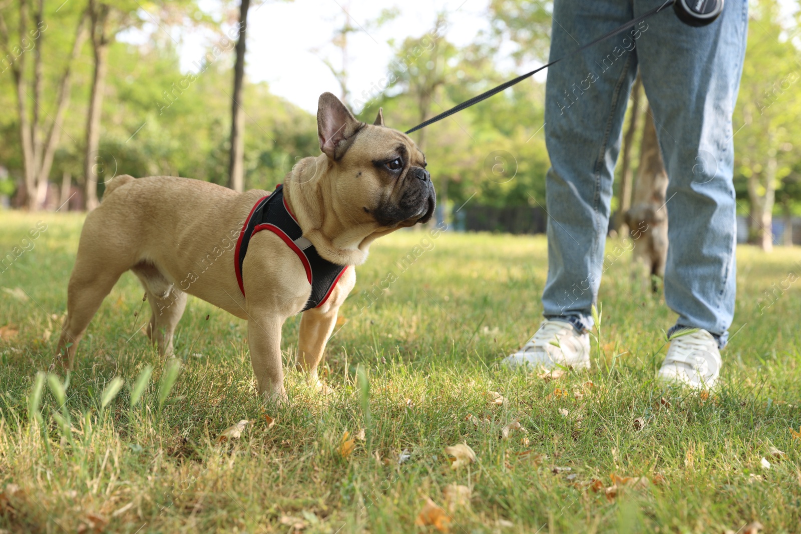Man with his cute French bulldog in park, closeup Photo of Man with his cute French bulldog in park, closeup
