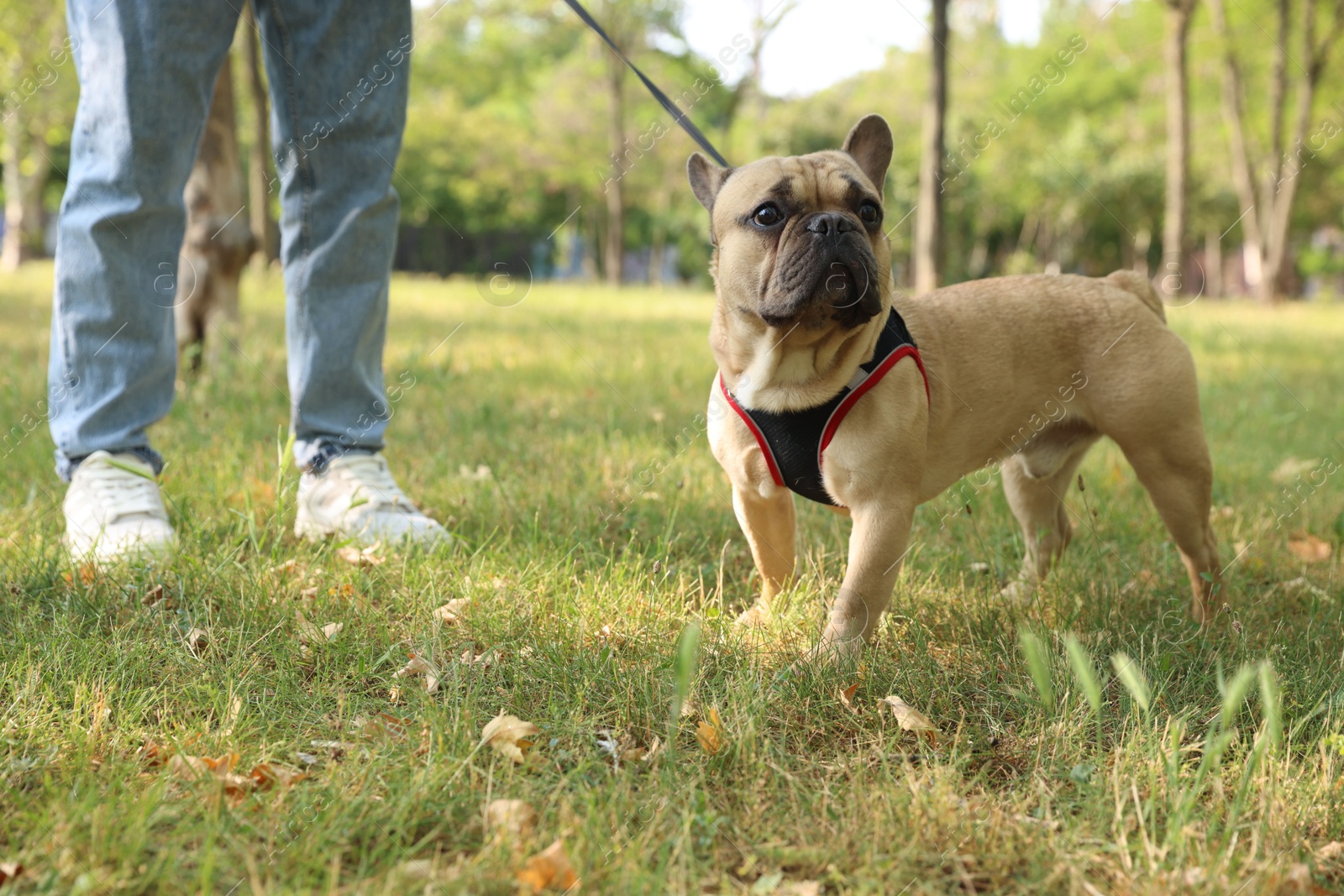 Man with his cute French bulldog in park, closeup Photo of Man with his cute French bulldog in park, closeup