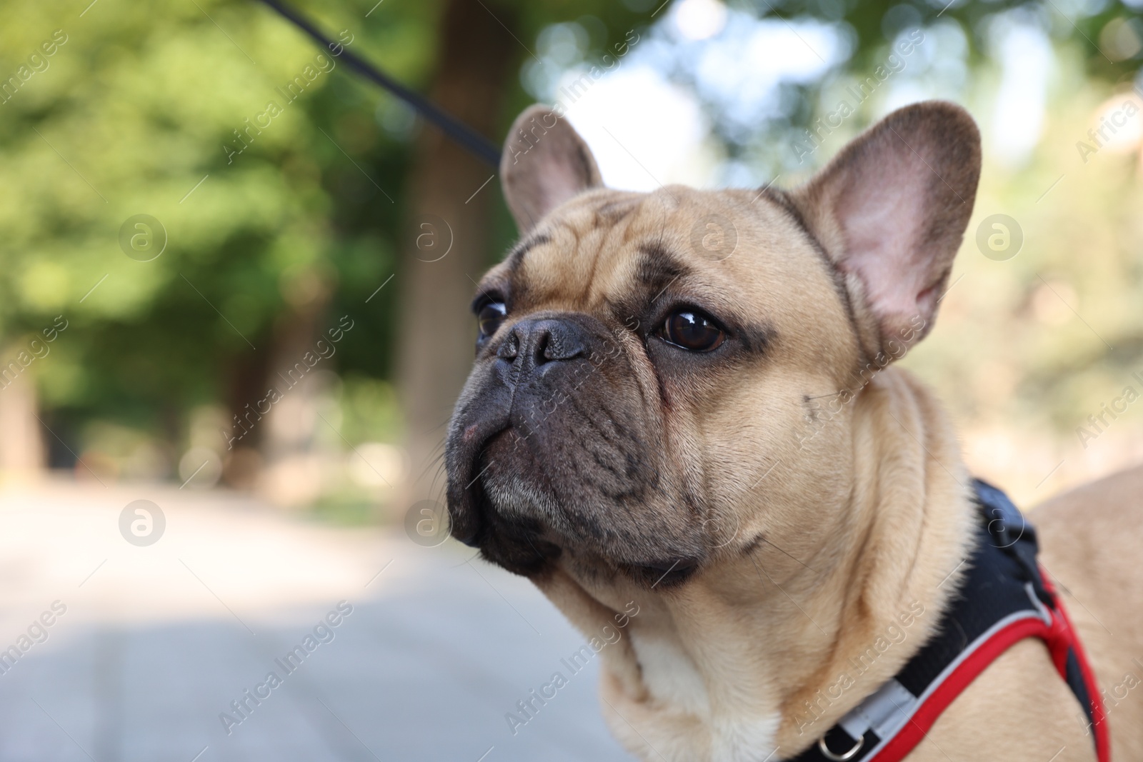 Adorable pet. Cute French bulldog with leash in park, closeup. Space for text Photo of Adorable pet. Cute French bulldog with leash in park, closeup. Space for text