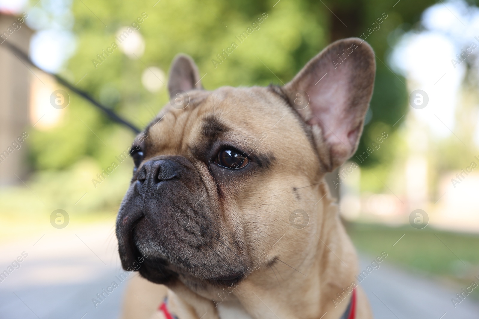 Adorable pet. Cute French bulldog with leash in park, closeup Photo of Adorable pet. Cute French bulldog with leash in park, closeup